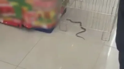 Bolu’nun Sağlık Mahallesi’nde bir markete giren yılan, alışveriş yapanlara ve