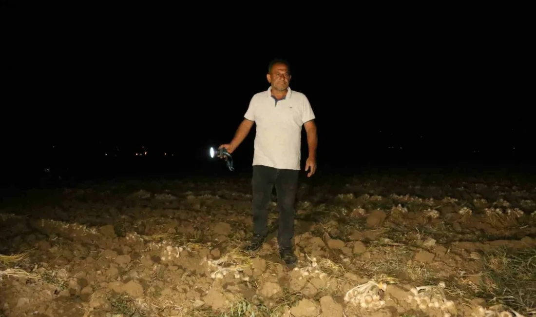 Kastamonu’nun Taşköprü ilçesinde hasadı yapılan ve tarlalarda kurumaya bırakılan dünyaca