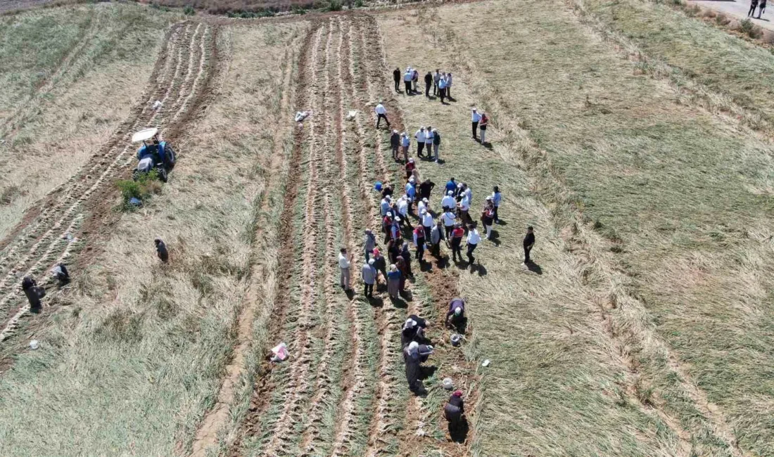Avrupa Birliği (AB) tarafından coğrafi işaret belgesiyle tescillenen ve aroması