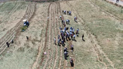 Avrupa Birliği (AB) tarafından coğrafi işaret belgesiyle tescillenen ve aroması