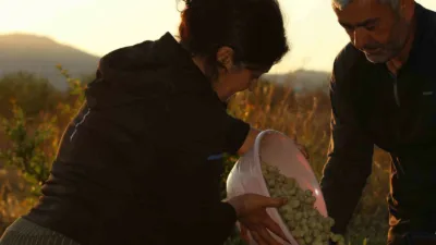Evliya Çelebi’nin Seyahatnamesi’nde adı geçen Ayaş dutu, bu yıl da