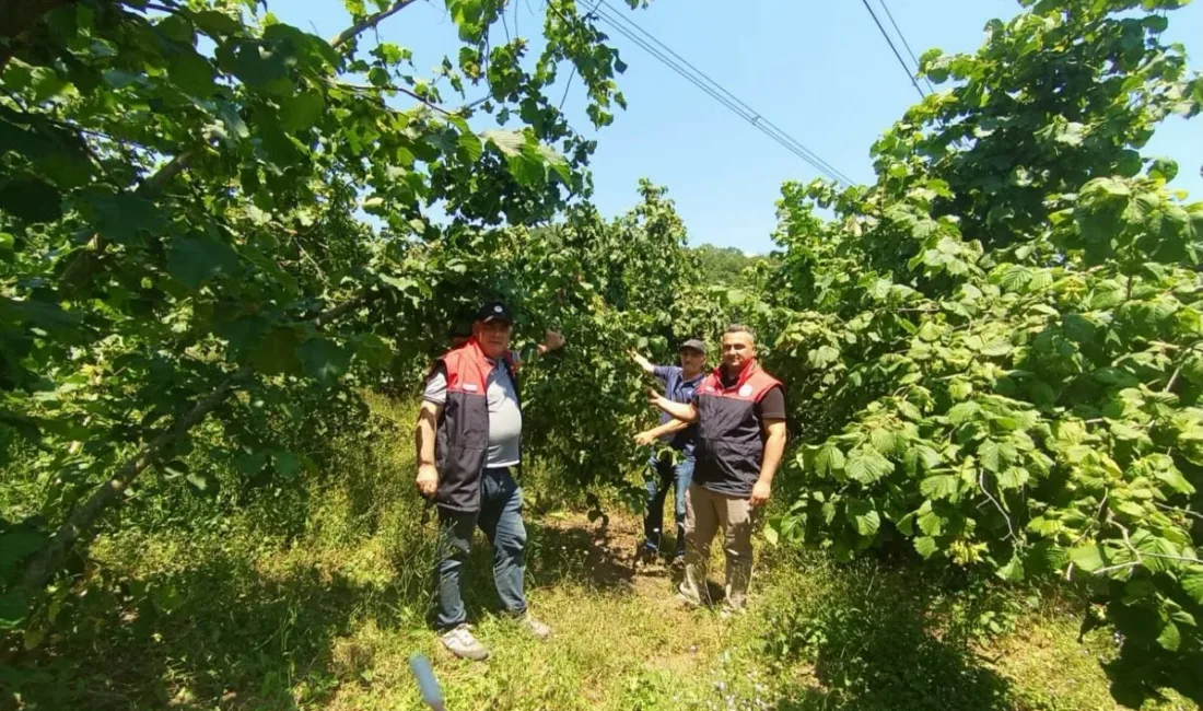 DÜZCE(İHA) – Düzce’de 2026 yılı fındık rekolte tespit çalışmaları Kaynaşlı