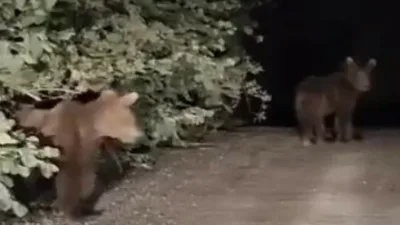 Kastamonu’da otomobil ile seyir halindeyken yoldaki iki yavru ayıyla karşılaşan