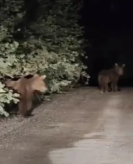 Kastamonu’da otomobil ile seyir halindeyken yoldaki iki yavru ayıyla karşılaşan