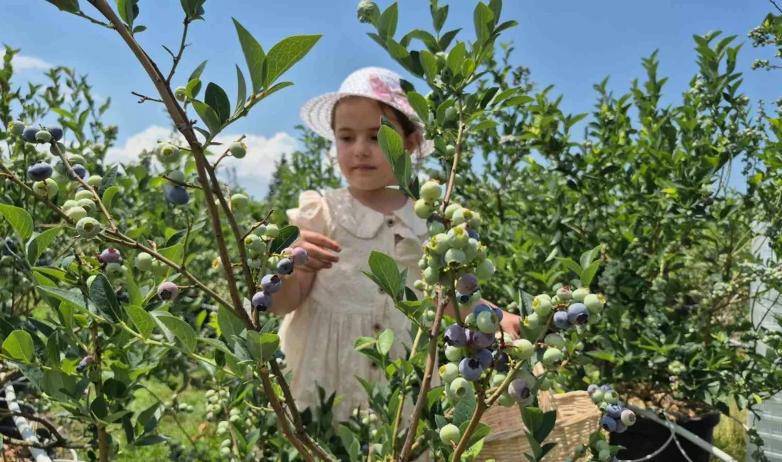 DÜZCE (İHA) – Düzce’de fındığa alternatif ürün arayışıyla 10 dönüm