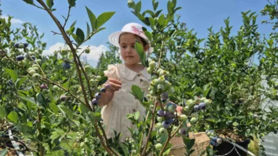 DÜZCE (İHA) – Düzce’de fındığa alternatif ürün arayışıyla 10 dönüm