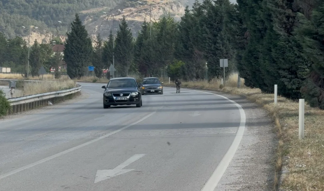 Karabük’te kara yoluna çıkan eşek, trafikte kısa süreli tehlikeye neden