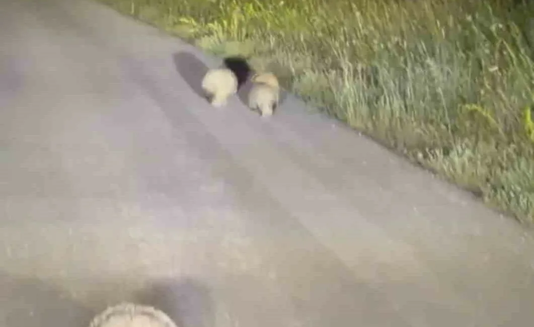 Karabük’te nesli koruma altında bulunan porsuk ile 3 yavrusunun gece