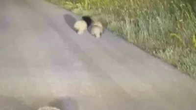 Karabük’te nesli koruma altında bulunan porsuk ile 3 yavrusunun gece