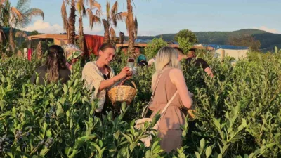 DÜZCE (İHA) – Düzce’de üniversite öğrencisinin fındığa alternatif ürün arayışıyla