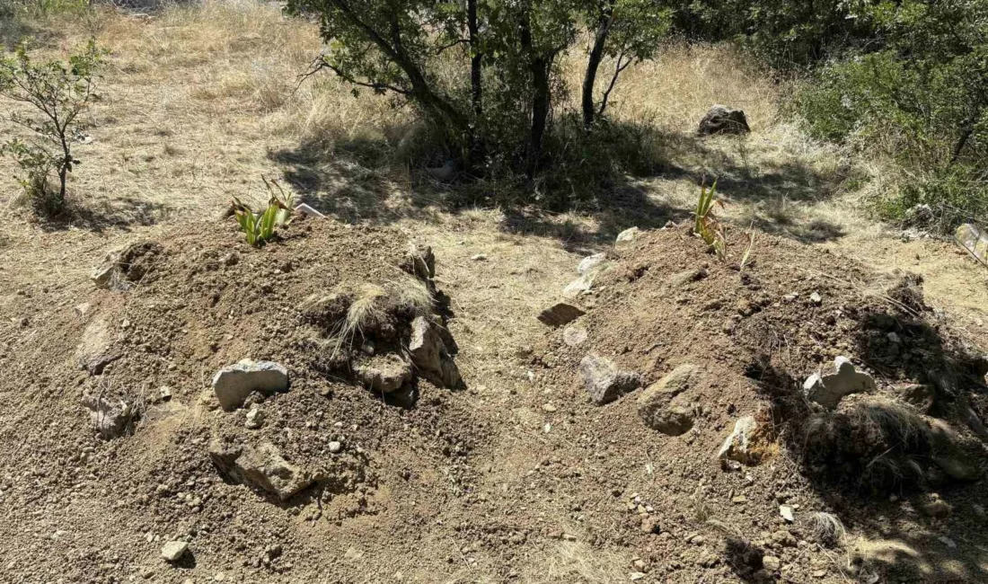Kastamonu’nun Tosya ilçesinde ilaçlanan ağaçtan topladığı kirazları yedikten sonra hayatını
