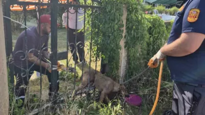DÜZCE(İHA) – Düzce’nin Cumayeri ilçesinde demir parmaklıklara sıkışarak mahsur kalan