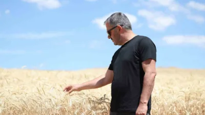 Pursaklar Belediyesi, belediyeye ait tarım arazilerinde ekimini gerçekleştirdiği buğday ve