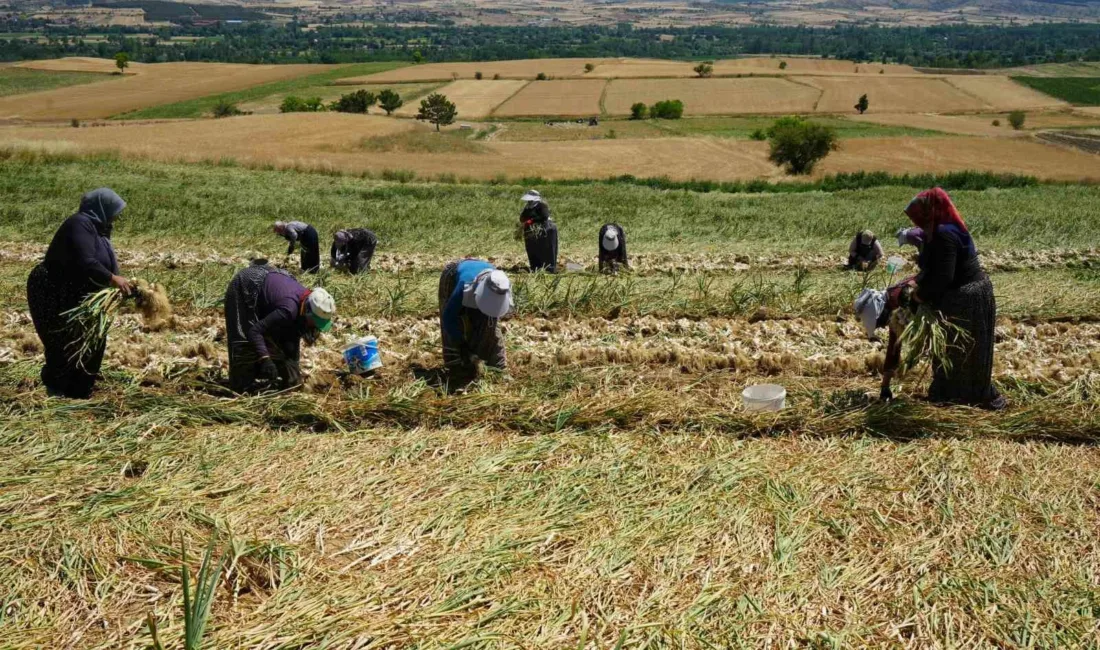 Kastamonu’nun Taşköprü ilçesinde sabahın erken saatlerinde tarlaların yolunu tutan kadınlar,