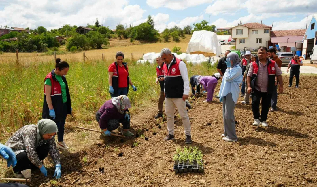 Kastamonu’da üniversite kampüsünde kurulan serada yetiştirilen aromatik bitki fideleri çiftçilere