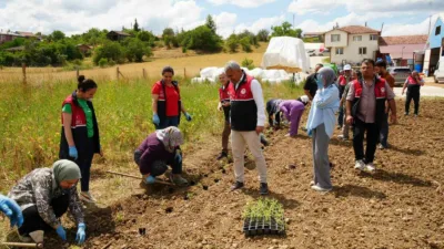 Kastamonu’da üniversite kampüsünde kurulan serada yetiştirilen aromatik bitki fideleri çiftçilere