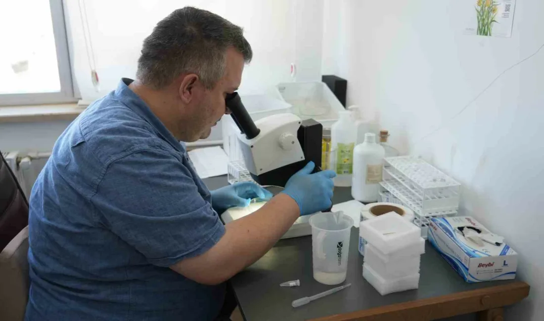 Son günlerde gündeme gelen dev çekirgelerle ilgili konuşan Kastamonu Üniversitesi