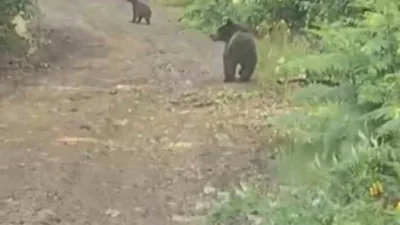 Karabük’ün Yenice ilçesinde yaylaya çıkmak için orman yolunu kullanan vatandaşlar,